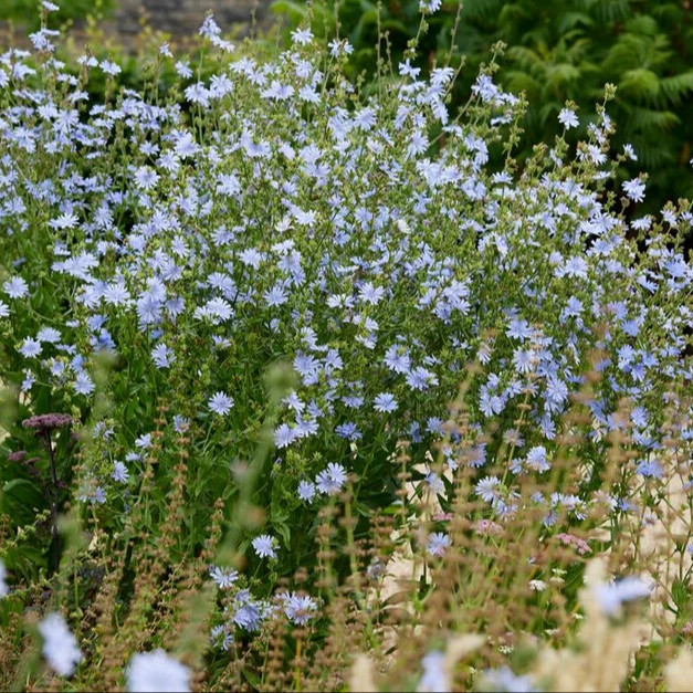 Cichorium intybus (ชิโครี) 150 เมล็ด
