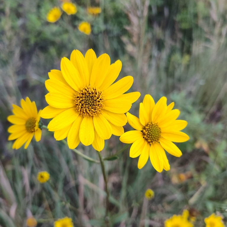 Helianthus Occidentalis ( เวสเทิร์น ทานตะวัน ) 60 เมล็ด