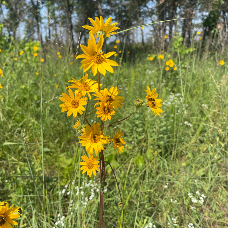 Helianthus Occidentalis ( เวสเทิร์น ทานตะวัน ) 60 เมล็ด