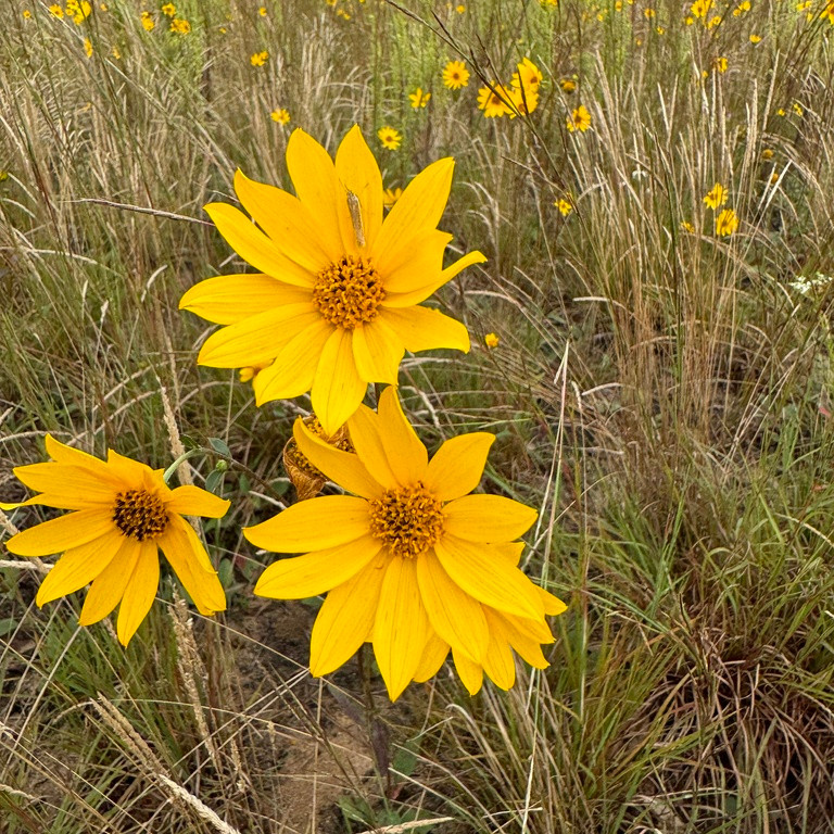 Helianthus Occidentalis ( เวสเทิร์น ทานตะวัน ) 60 เมล็ด