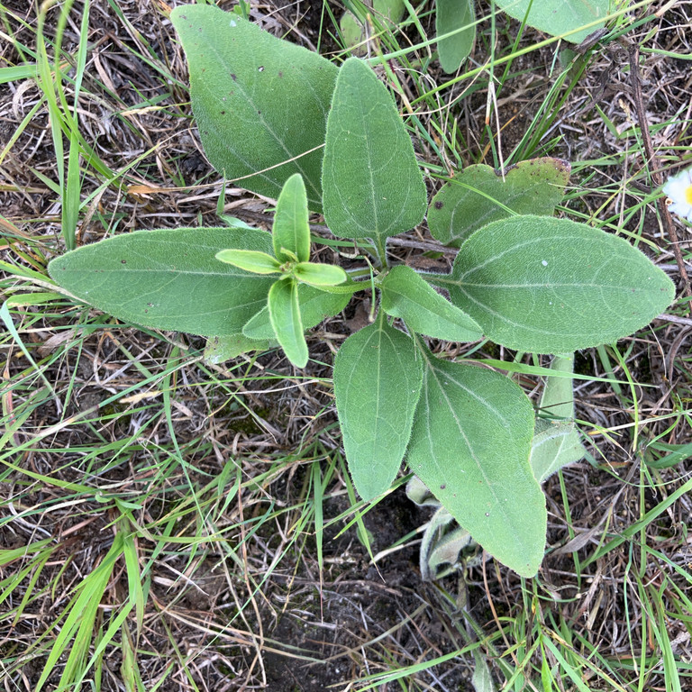 Helianthus Occidentalis ( เวสเทิร์น ทานตะวัน ) 60 เมล็ด