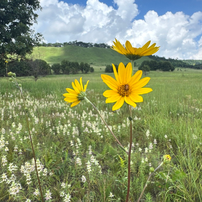 Helianthus Occidentalis ( เวสเทิร์น ทานตะวัน ) 60 เมล็ด