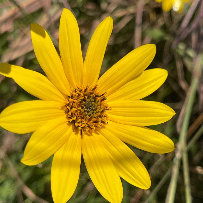 Helianthus Occidentalis ( เวสเทิร์น ทานตะวัน ) 60 เมล็ด