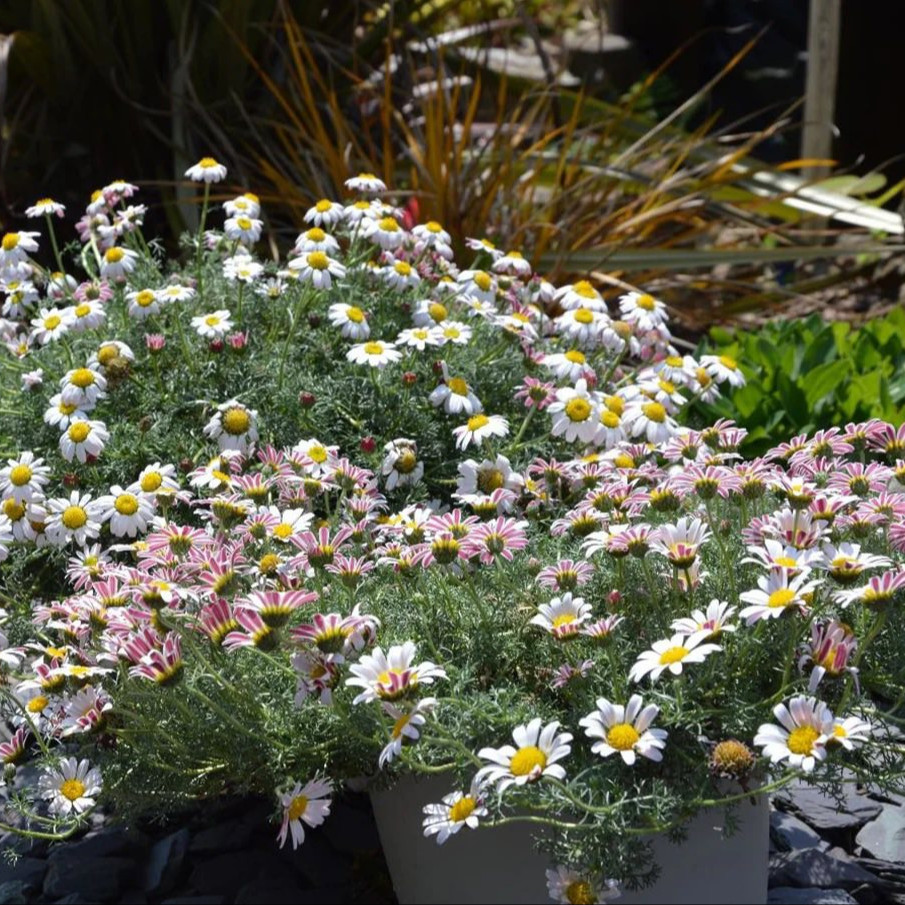 ANACYCLUS Pyrethrum var.  ‘Silberkissen’ ( เดซี่แอตลาส ) 25 เมล็ด นำเข้าจาก เยอรมัน
