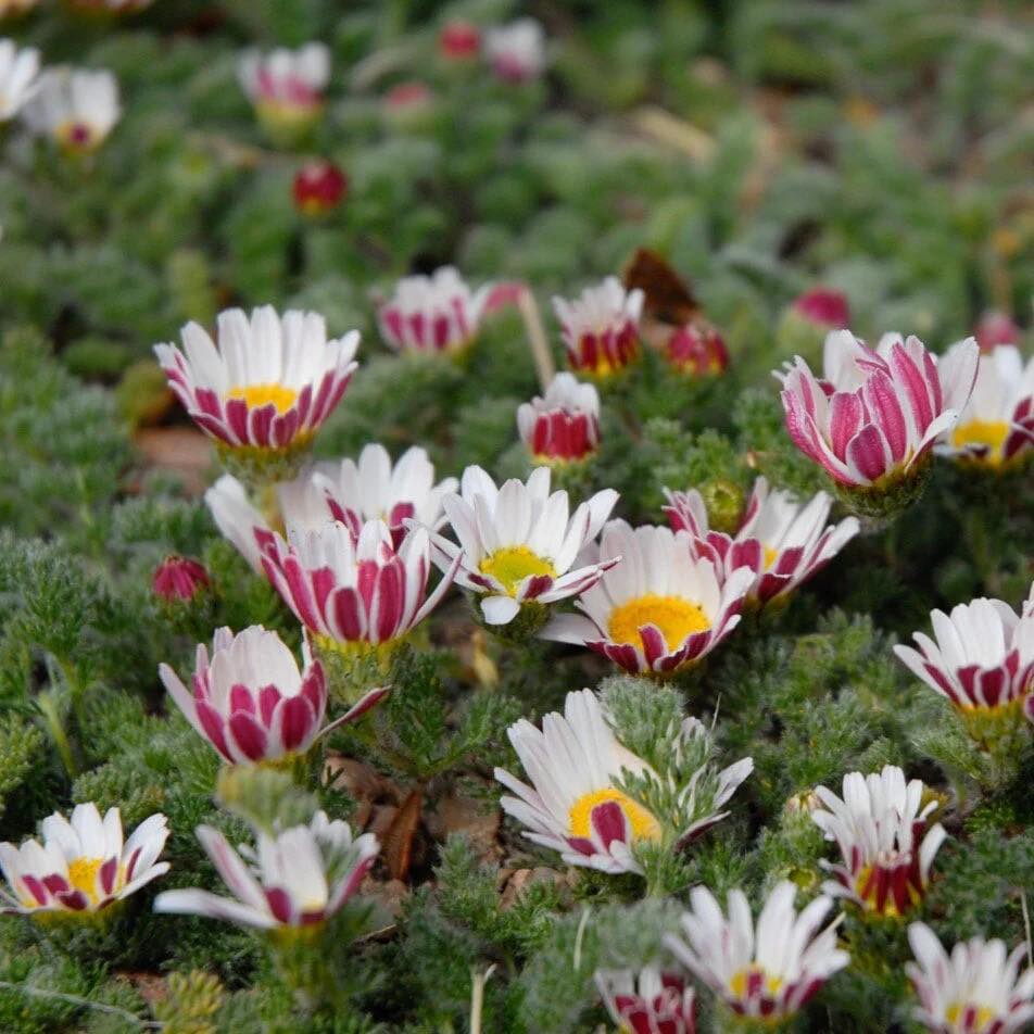 ANACYCLUS Pyrethrum var.  ‘Silberkissen’ ( เดซี่แอตลาส ) 25 เมล็ด นำเข้าจาก เยอรมัน
