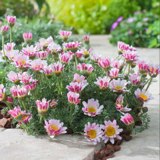 ANACYCLUS Pyrethrum var.  ‘Silberkissen’ ( เดซี่แอตลาส ) 25 เมล็ด นำเข้าจาก เยอรมัน