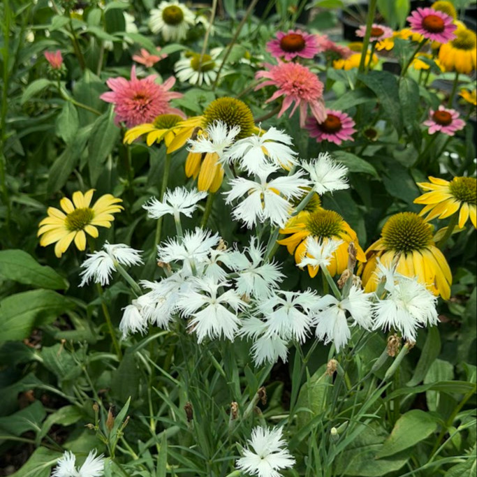 Dianthus Superbus Alba ( ไดแอนทัส ซูเปอร์บัส อัลบัส ) 30 เมล็ด