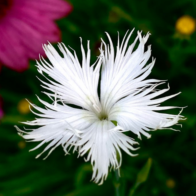 Dianthus Superbus Alba ( ไดแอนทัส ซูเปอร์บัส อัลบัส ) 30 เมล็ด