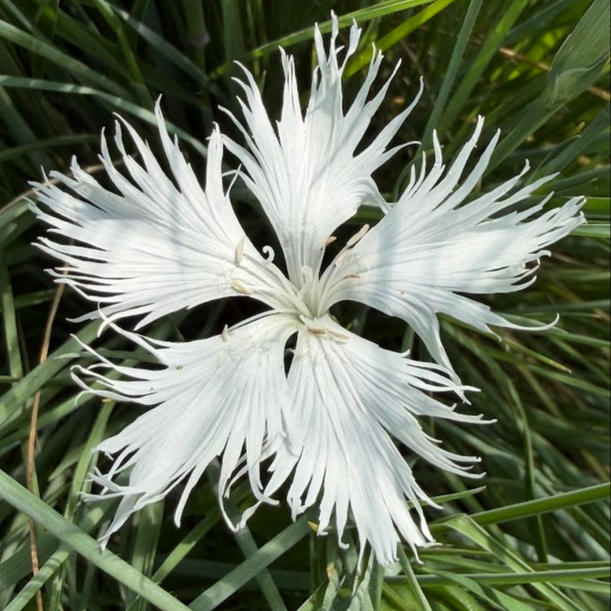 Dianthus Superbus Alba ( ไดแอนทัส ซูเปอร์บัส อัลบัส ) 30 เมล็ด