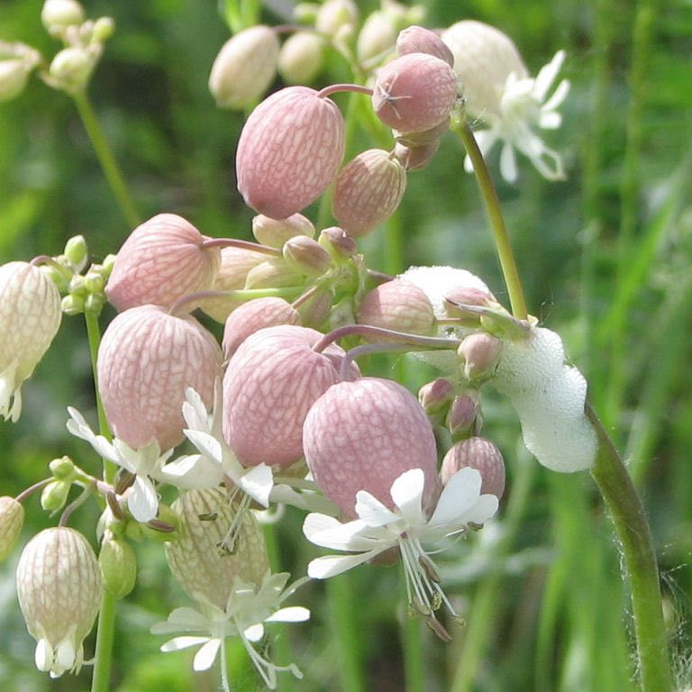 Silene Vulgaris ( แบลดเดอร์ แคมเปียน ) 50 เมล็ด นำเข้า เนเธอร์แลนด์
