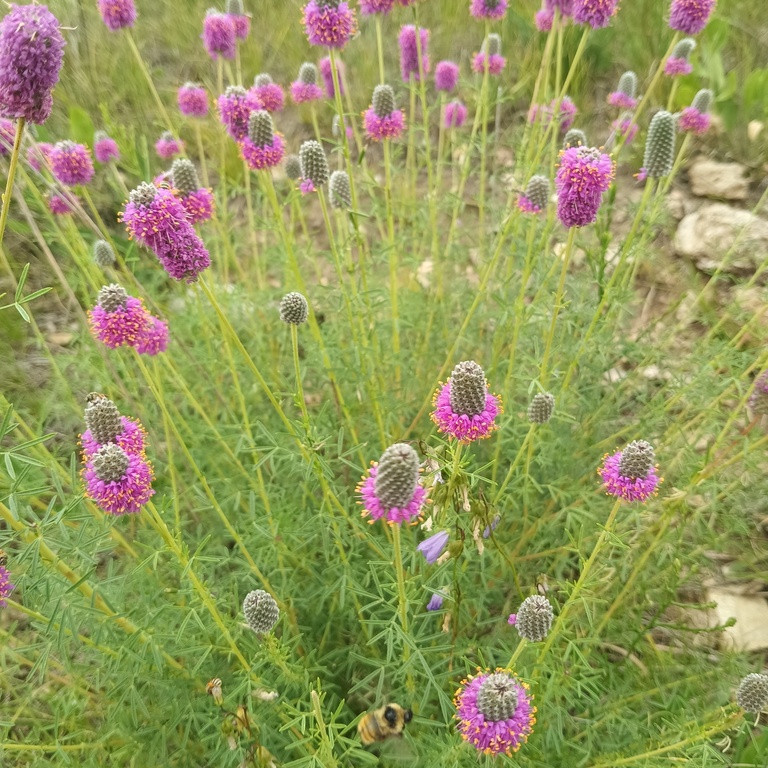 Dalea Purpurea ( โคลเวอร์ทุ่งหญ้าสีม่วง ) 50 เมล็ด นำเข้าจาก เนเธอร์เเลนด์