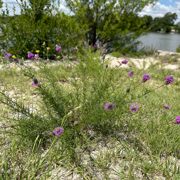 Dalea Purpurea ( โคลเวอร์ทุ่งหญ้าสีม่วง ) 50 เมล็ด นำเข้าจาก เนเธอร์เเลนด์