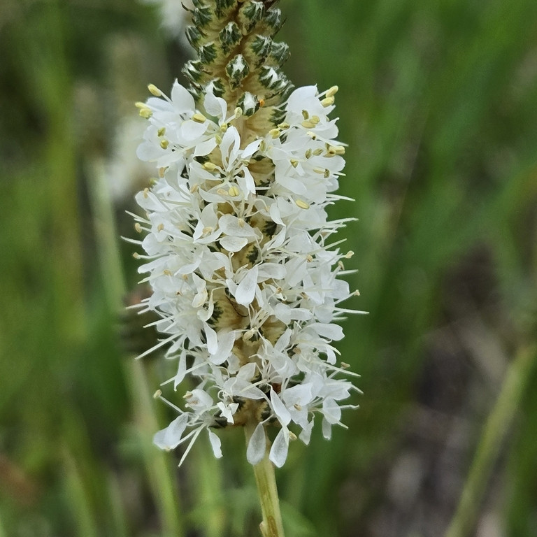 Dalea Candida ( โคลเวอร์ทุ่งหญ้าดอกขาว ) 50 เมล็ด นำเข้า เนเธอร์แลนด์
