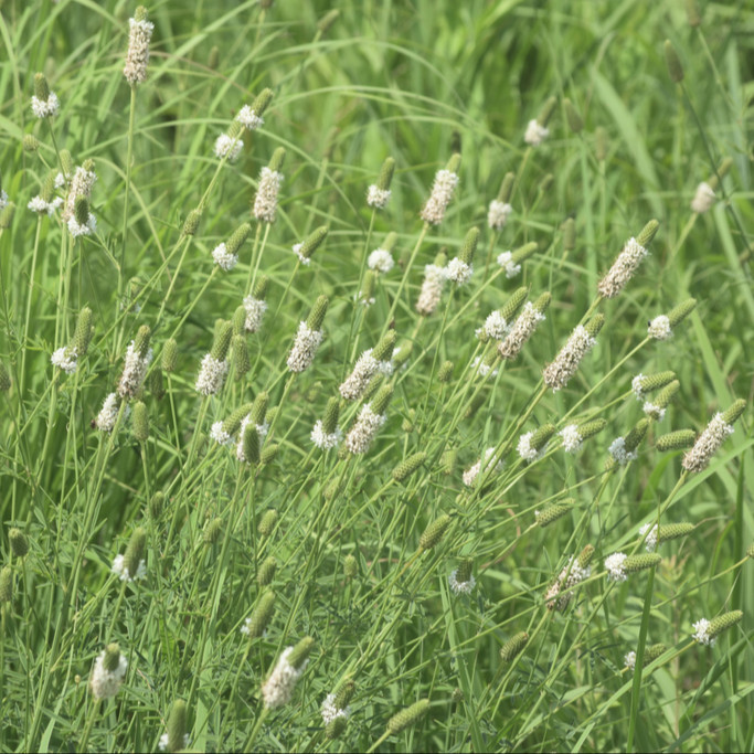 Dalea Candida ( โคลเวอร์ทุ่งหญ้าดอกขาว ) 50 เมล็ด นำเข้า เนเธอร์แลนด์