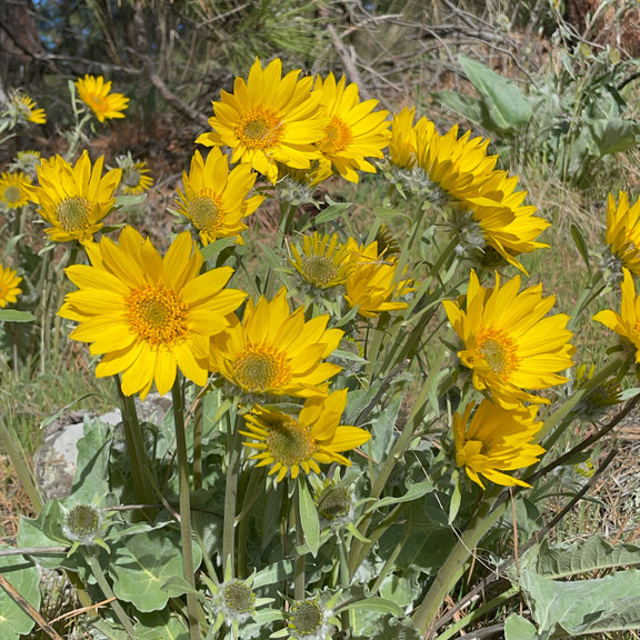 Balsamorhiza Sagittata ( ทานตะวันป่าใบลูกศร ) 25 เมล็ด นำเข้า เนเธอร์แลนด์