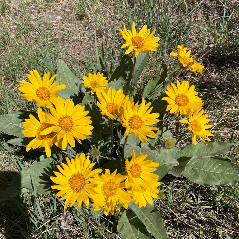Balsamorhiza Sagittata ( ทานตะวันป่าใบลูกศร ) 25 เมล็ด นำเข้า เนเธอร์แลนด์