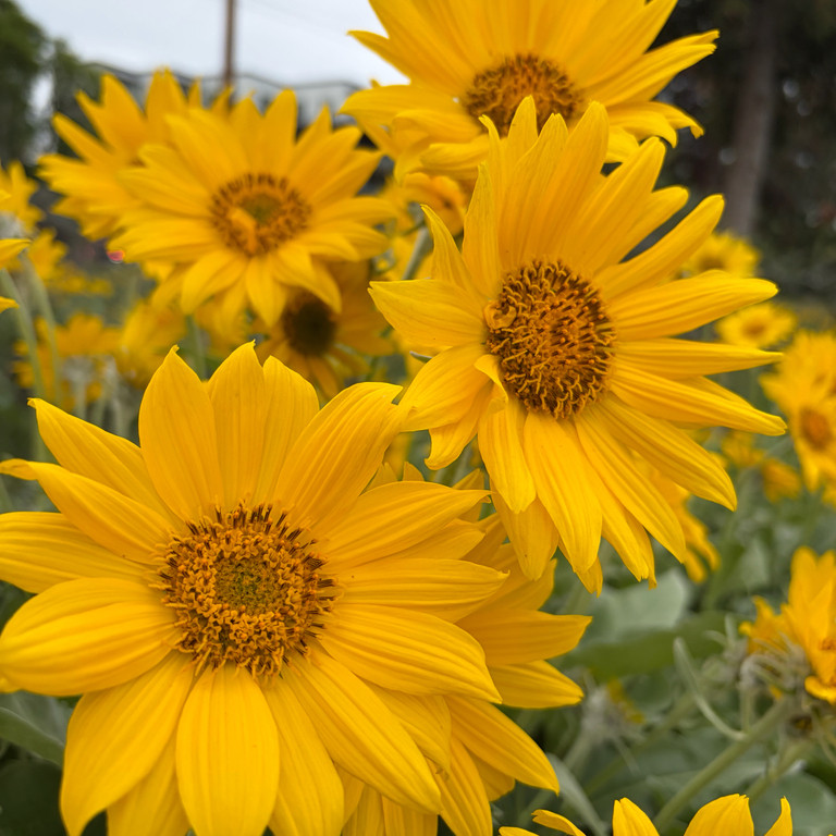 Balsamorhiza Sagittata ( ทานตะวันป่าใบลูกศร ) 25 เมล็ด นำเข้า เนเธอร์แลนด์