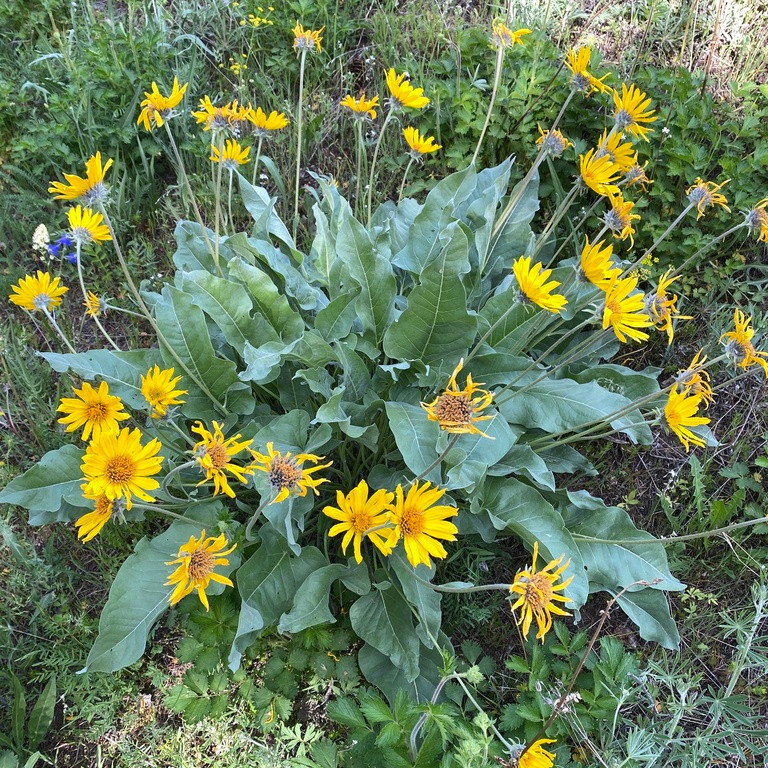 Balsamorhiza Sagittata ( ทานตะวันป่าใบลูกศร ) 25 เมล็ด นำเข้า เนเธอร์แลนด์