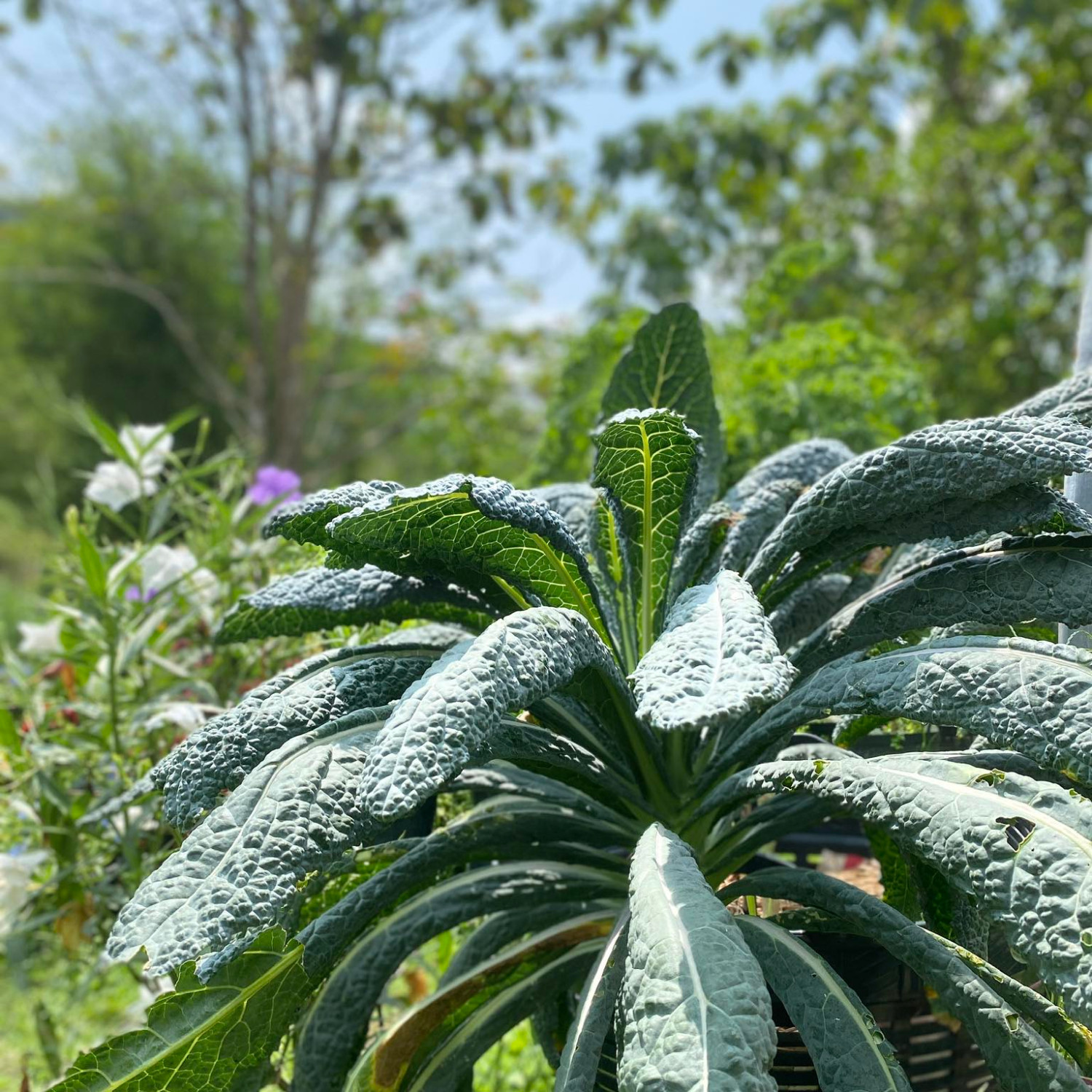 Brassica Oleracea - Lacinato kale ( เคลไดโนเสาร์ ) 100 เมล็ด นำเข้า เนเธอร์แลนด์