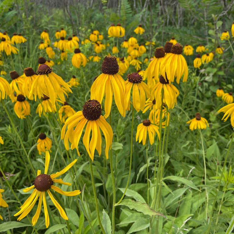 Rudbeckia grandiflora ( รูดเบคเกีย แกรนดิฟลอรา ) 25 เมล็ด นำเข้าจาก เนเธอร์แลนด์