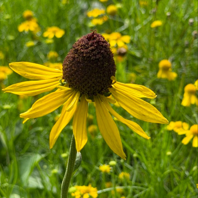 Rudbeckia grandiflora ( รูดเบคเกีย แกรนดิฟลอรา ) 25 เมล็ด นำเข้าจาก เนเธอร์แลนด์
