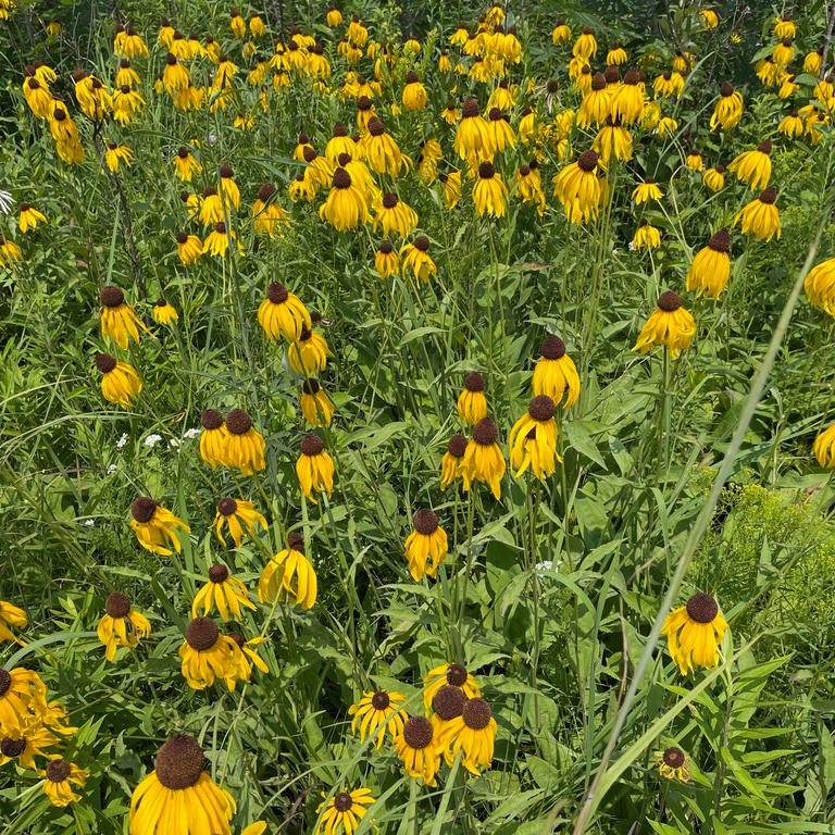 Rudbeckia grandiflora ( รูดเบคเกีย แกรนดิฟลอรา ) 25 เมล็ด นำเข้าจาก เนเธอร์แลนด์