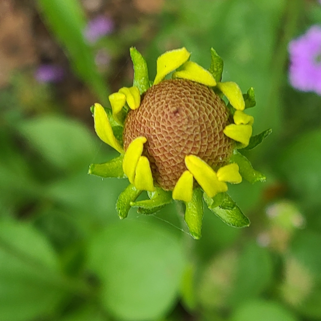 Rudbeckia grandiflora ( รูดเบคเกีย แกรนดิฟลอรา ) 25 เมล็ด นำเข้าจาก เนเธอร์แลนด์