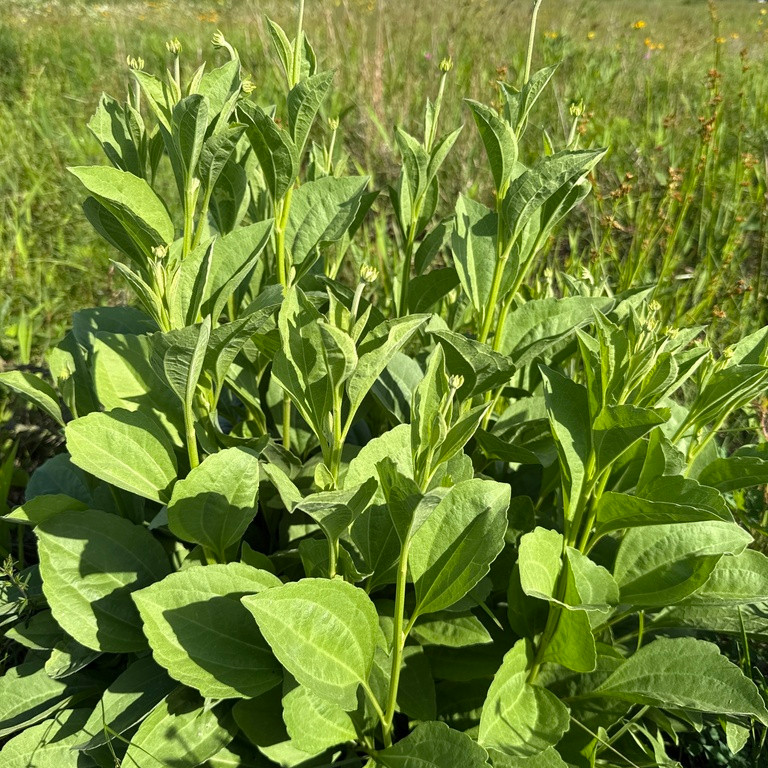 Rudbeckia grandiflora ( รูดเบคเกีย แกรนดิฟลอรา ) 25 เมล็ด นำเข้าจาก เนเธอร์แลนด์