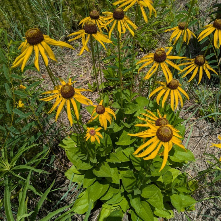 Rudbeckia grandiflora ( รูดเบคเกีย แกรนดิฟลอรา ) 25 เมล็ด นำเข้าจาก เนเธอร์แลนด์