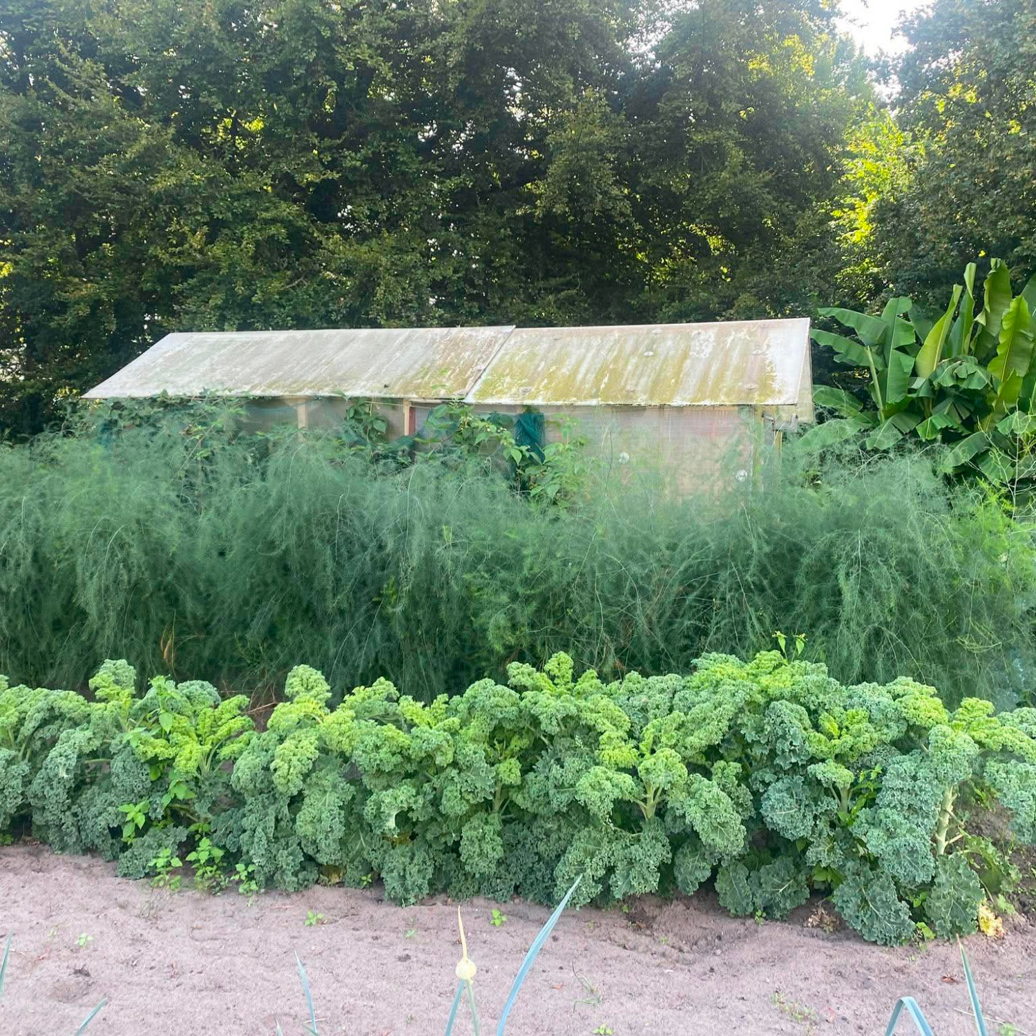 Kale Winterbor (เมล็ดเคลนำเข้าแท้) 25 เมล็ดเคลือบอย่างดี นำเข้าจาก ฝรั่งเศษ