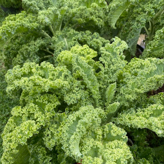 Kale Winterbor (เมล็ดเคลนำเข้าแท้) 25 เมล็ดเคลือบอย่างดี นำเข้าจาก ฝรั่งเศษ