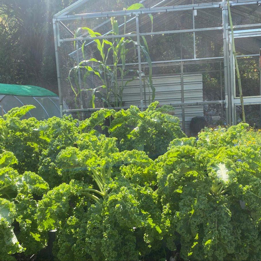 Kale Winterbor (เมล็ดเคลนำเข้าแท้) 25 เมล็ดเคลือบอย่างดี นำเข้าจาก ฝรั่งเศษ