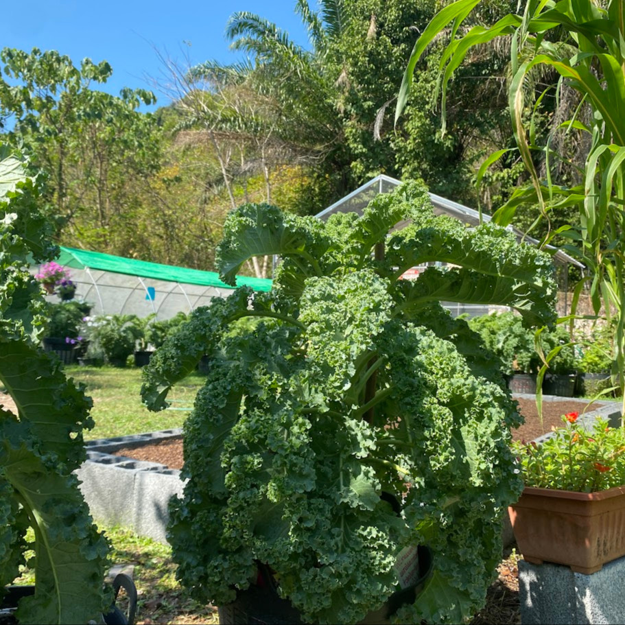 Kale Winterbor (เมล็ดเคลนำเข้าแท้) 25 เมล็ดเคลือบอย่างดี นำเข้าจาก ฝรั่งเศษ