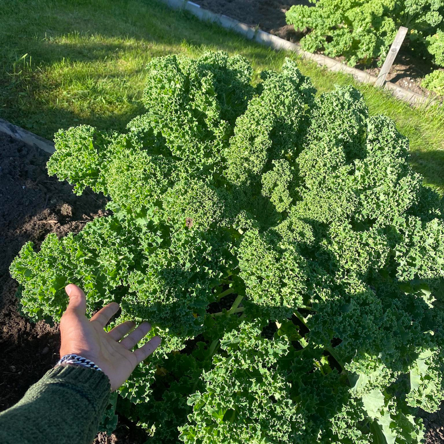 Kale Winterbor (เมล็ดเคลนำเข้าแท้) 25 เมล็ดเคลือบอย่างดี นำเข้าจาก ฝรั่งเศษ