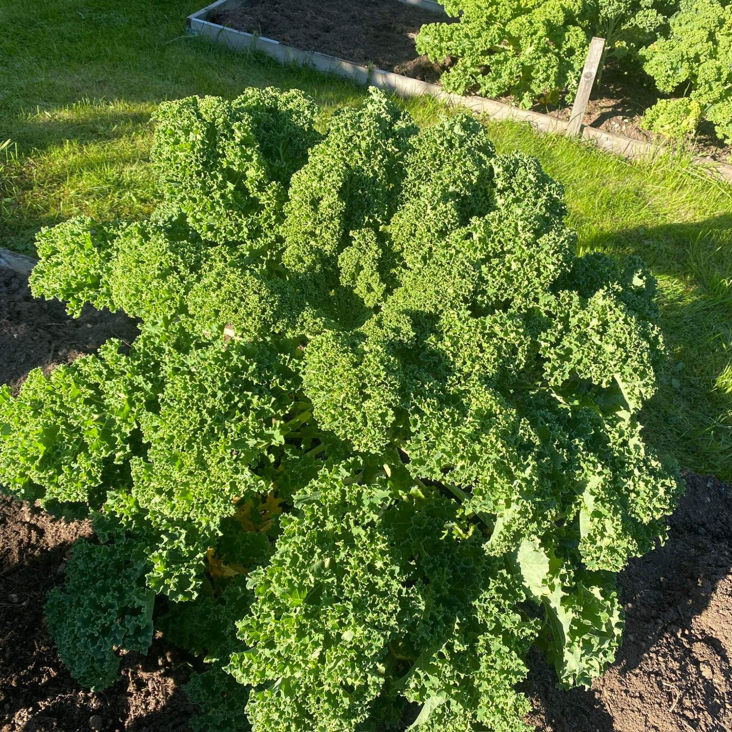 Kale Winterbor (เมล็ดเคลนำเข้าแท้) 25 เมล็ดเคลือบอย่างดี นำเข้าจาก ฝรั่งเศษ