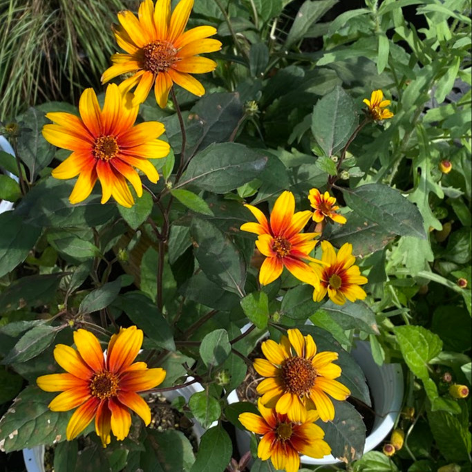 Heliopsis ‘Burning Hearts’ ( “เฮลิออปซิส เบิร์นนิงฮาร์ต” ) 20 เมล็ด นำเข้าจาก เยอรมัน