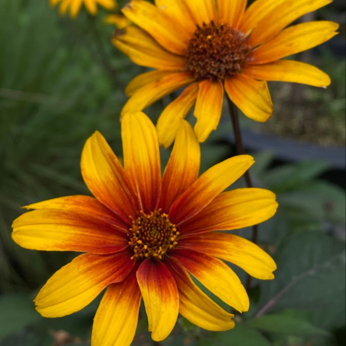 Heliopsis ‘Burning Hearts’ ( “เฮลิออปซิส เบิร์นนิงฮาร์ต” ) 20 เมล็ด นำเข้าจาก เยอรมัน