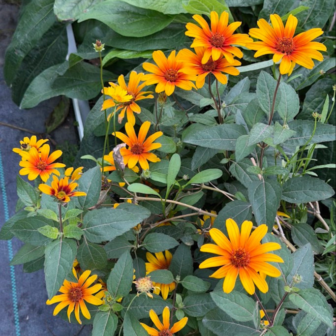 Heliopsis ‘Burning Hearts’ ( “เฮลิออปซิส เบิร์นนิงฮาร์ต” ) 20 เมล็ด นำเข้าจาก เยอรมัน