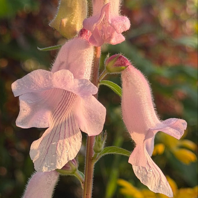 Ceratotheca triloba OP ( ฟ็อกซ์โกลฟป่าแอฟริกา ) 30 เมล็ด