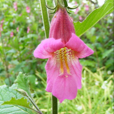 Rehmannia elata ( ฟ็อกซ์โกลฟจีน ) 40 เมล็ด