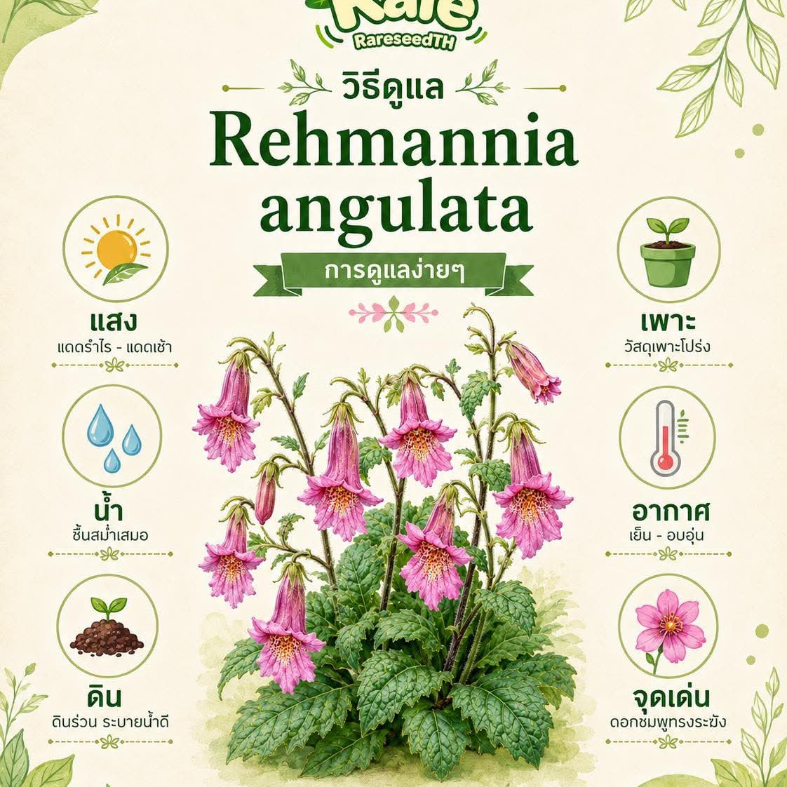 Rehmannia elata ( ฟ็อกซ์โกลฟจีน ) 40 เมล็ด