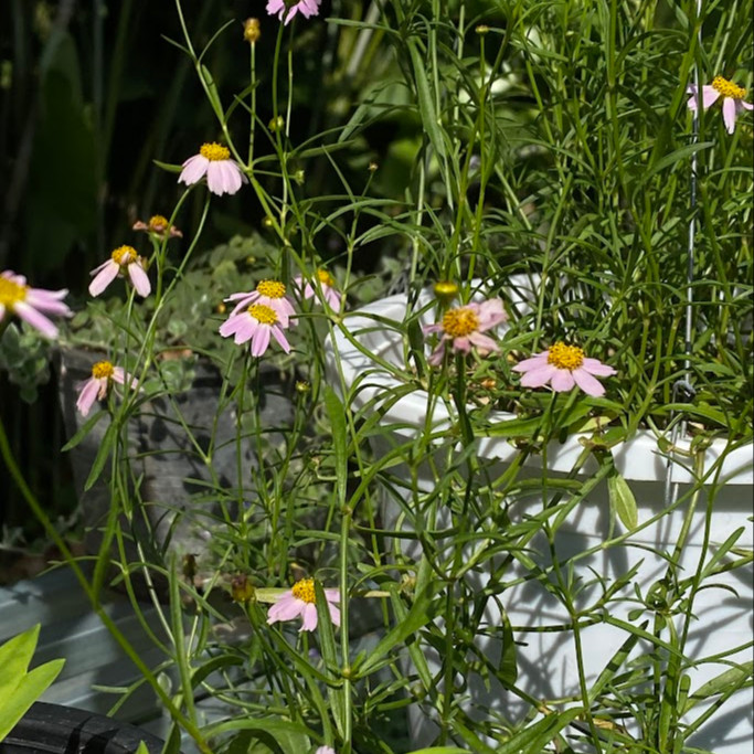 Coreopsis rosea ( คอรีออพซิสสีชมพู ) 85 เมล็ด จาก เยอรมัน