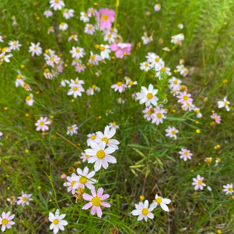 Coreopsis rosea ( คอรีออพซิสสีชมพู ) 85 เมล็ด จาก เยอรมัน