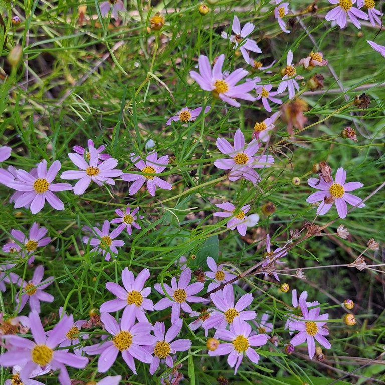 Coreopsis rosea ( คอรีออพซิสสีชมพู ) 85 เมล็ด จาก เยอรมัน