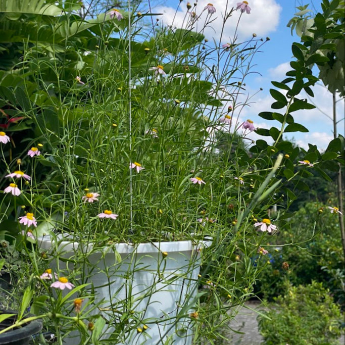 Coreopsis rosea ( คอรีออพซิสสีชมพู ) 85 เมล็ด จาก เยอรมัน