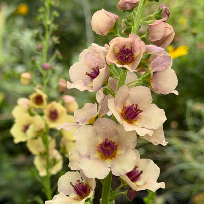 Verbascum × hybrida ‘Southern Charm’ ( เวอร์บาสคัม เซาเทิร์นชาร์ม ) 15 เมล็ดเคลือบอย่างดี