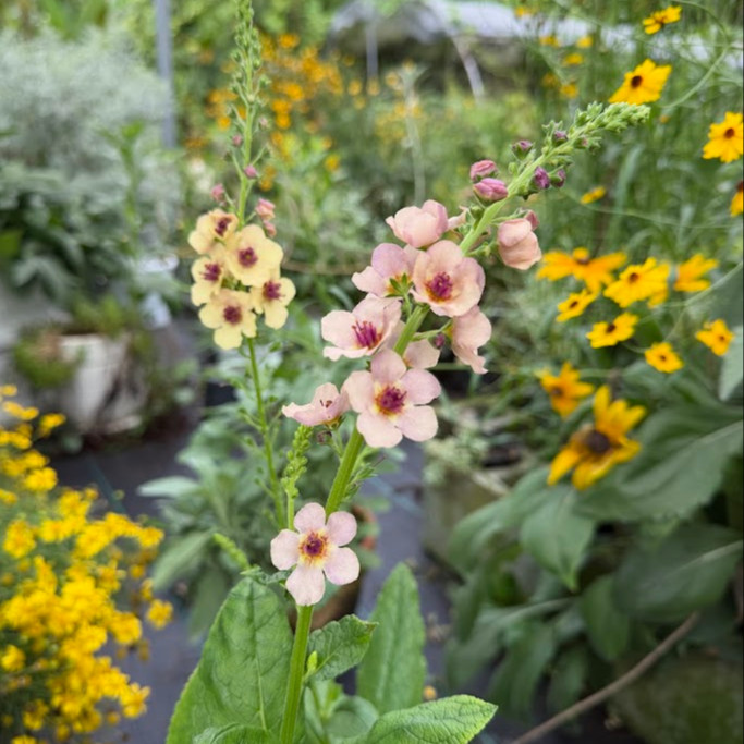 Verbascum × hybrida ‘Southern Charm’ ( เวอร์บาสคัม เซาเทิร์นชาร์ม ) 15 เมล็ดเคลือบอย่างดี