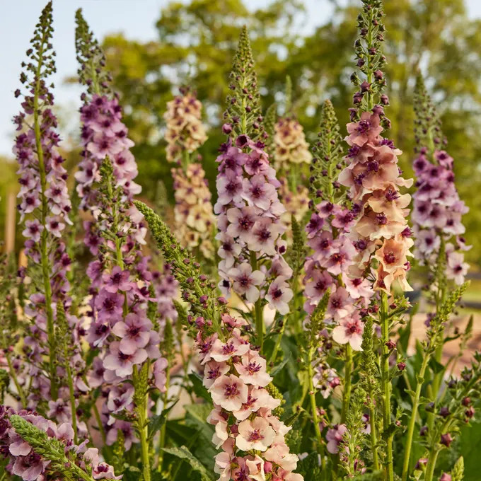 Verbascum × hybrida ‘Southern Charm’ ( เวอร์บาสคัม เซาเทิร์นชาร์ม ) 15 เมล็ดเคลือบอย่างดี