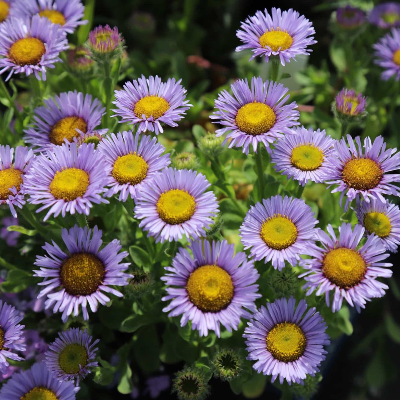 Erigeron glaucus ‘Beachboy Blue’ ( เดซี่ทะเลสีฟ้า ) 50 เมล็ด