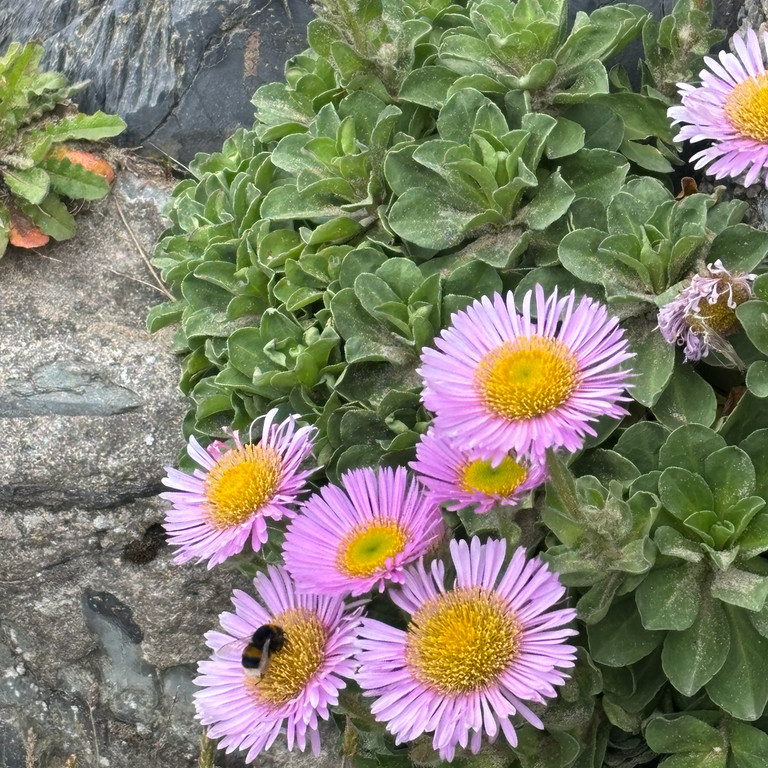 Erigeron glaucus ‘Beachboy Blue’ ( เดซี่ทะเลสีฟ้า ) 50 เมล็ด